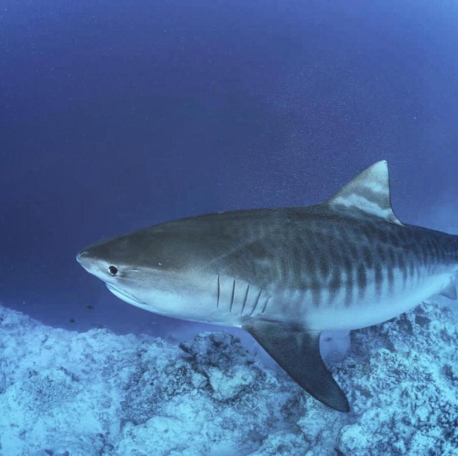 Endhaa, Divers Home Fuvahmulah Kültér fotó