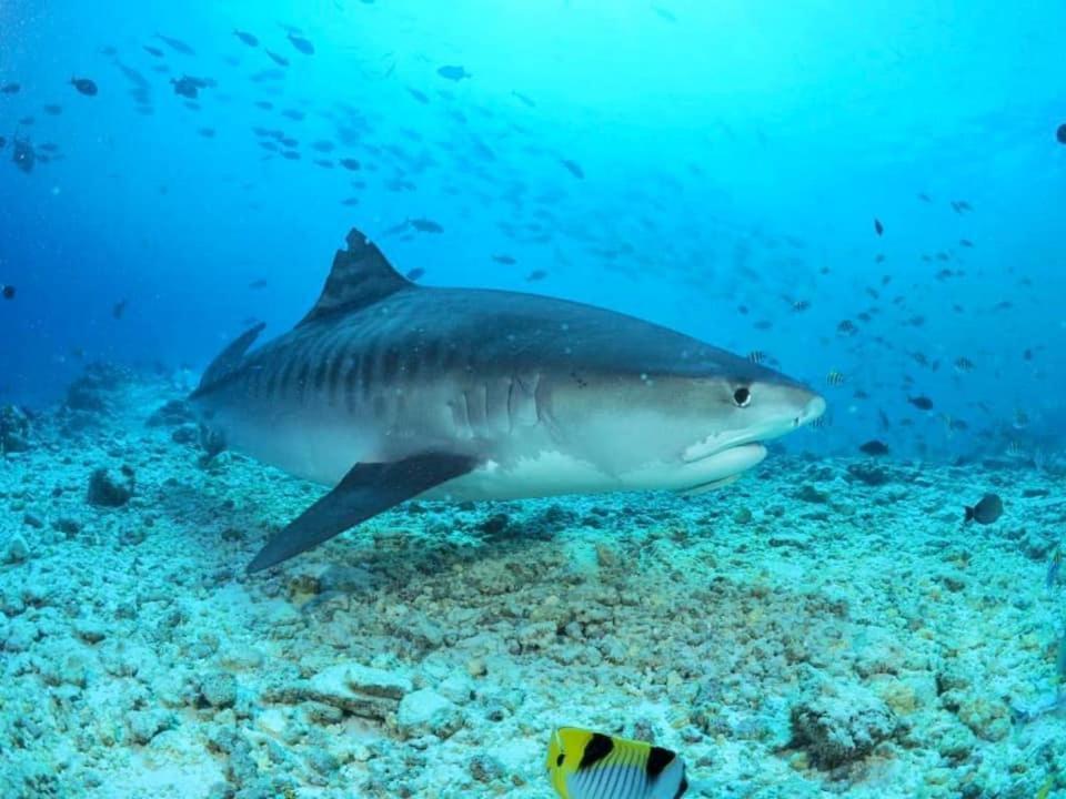 Endhaa, Divers Home Fuvahmulah Kültér fotó