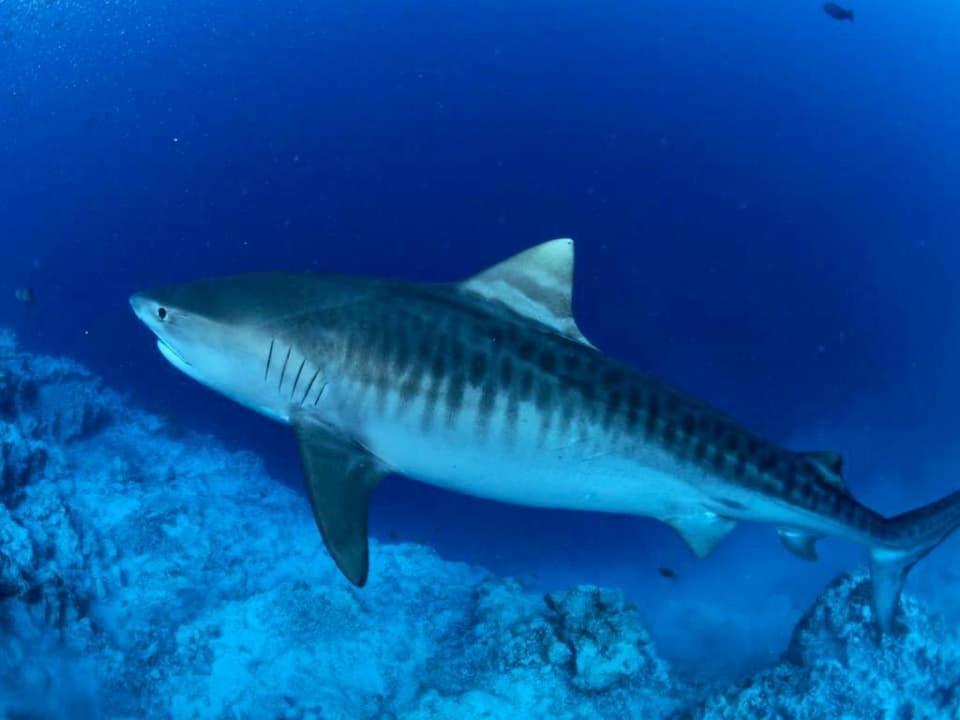 Endhaa, Divers Home Fuvahmulah Kültér fotó